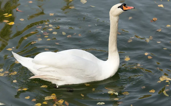 Cygne blanc sur le lac en automne — Photo