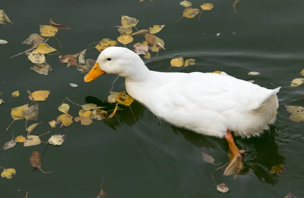 Witte eend op het meer in de herfst — Stockfoto