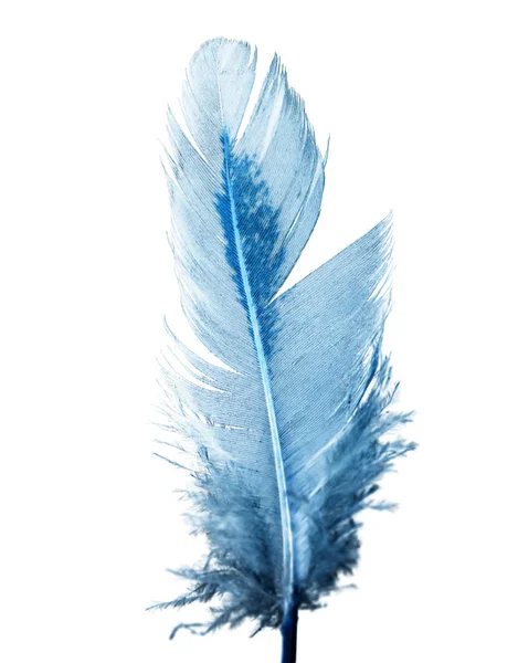 白い背景の青い羽 — ストック写真