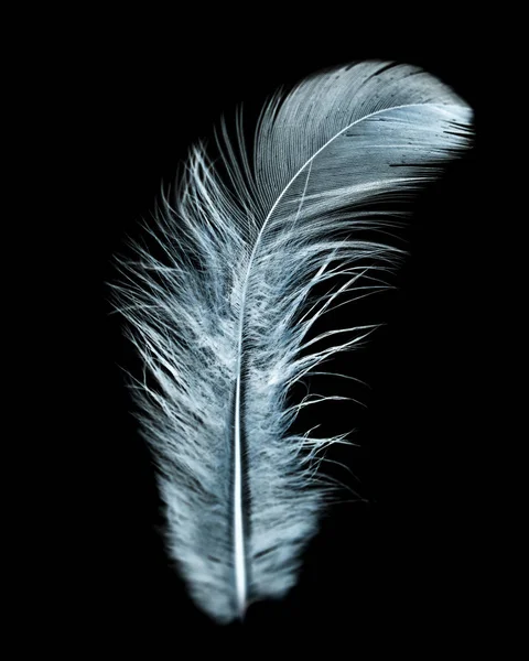 Pluma azul sobre fondo negro —  Fotos de Stock