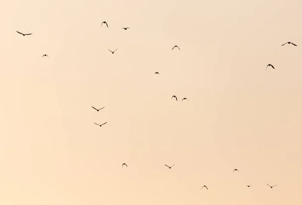 Una bandada de aves al atardecer — Foto de Stock