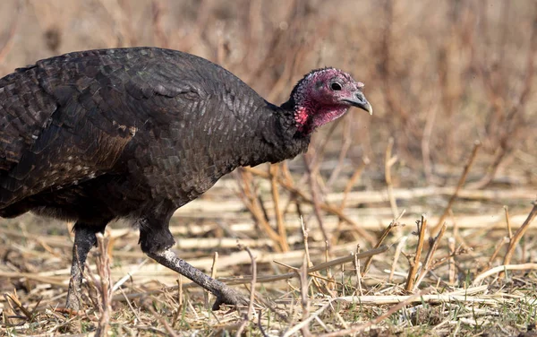 Un pavo en una granja al aire libre — Foto de Stock