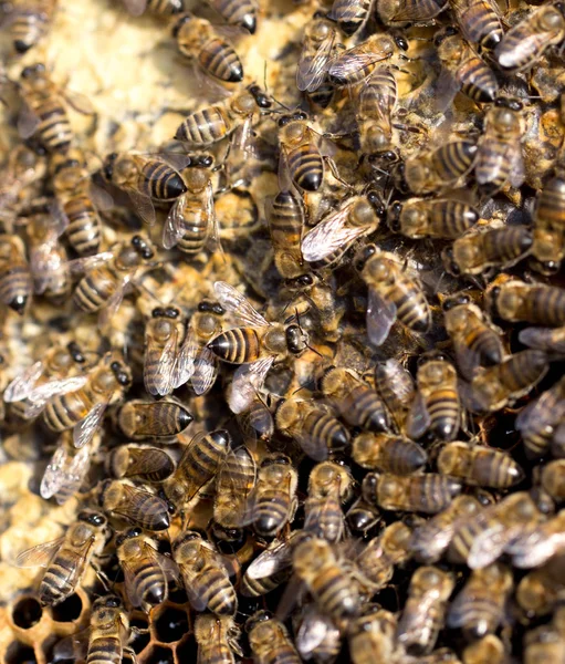 मधमाशी मध्ये मध एक फ्रेमवर्क वर मधमाशी — स्टॉक फोटो, इमेज