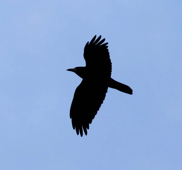 Ворона на тлі блакитного неба — стокове фото