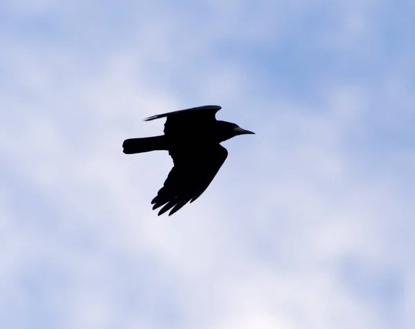 Cuervos en el fondo del cielo con nubes —  Fotos de Stock