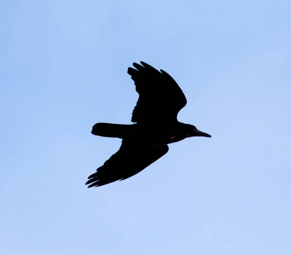 Kråka på en bakgrund av blå himmel — Stockfoto