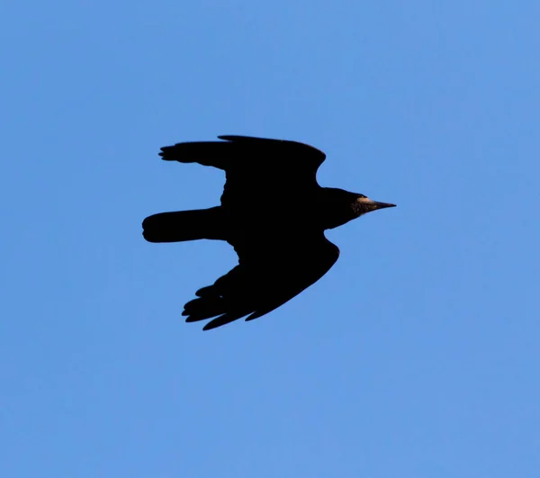 Krähe auf blauem Himmel — Stockfoto