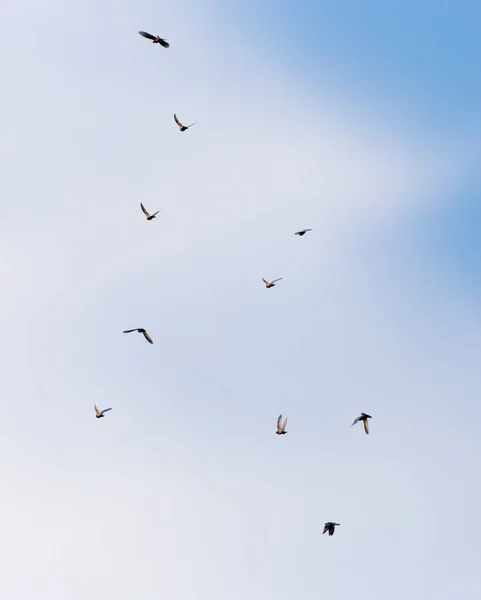 Una bandada de palomas en el cielo — Foto de Stock