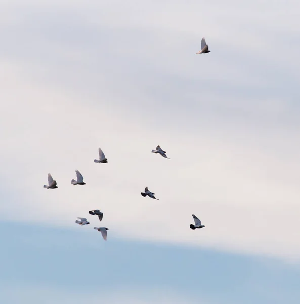 A flock of pigeons in the sky — Stock Photo, Image