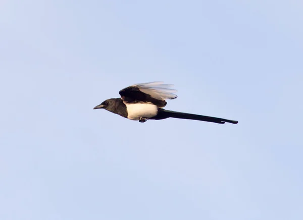 Pássaro em voo contra o céu — Fotografia de Stock