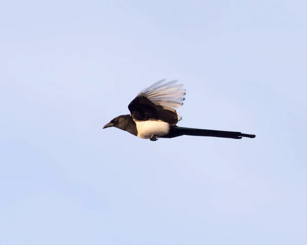 Vogel im Flug gegen den Himmel — Stockfoto