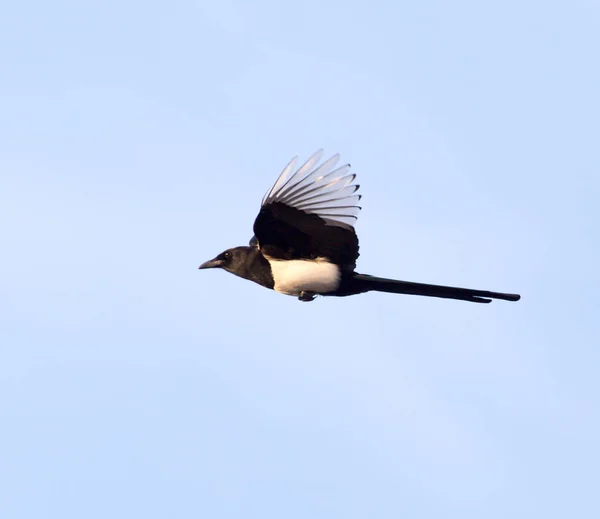 Vogel tijdens de vlucht tegen de hemel — Stockfoto