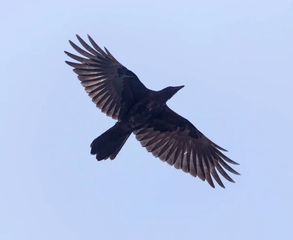 Черный ворон в полете против голубого неба — стоковое фото