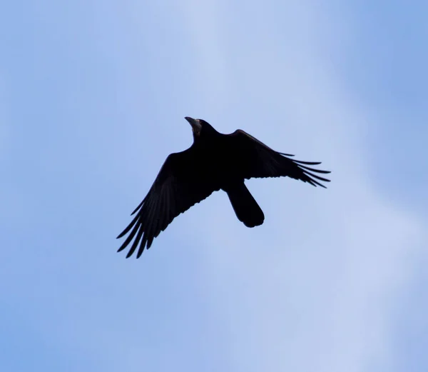 天空中乌云密布的乌鸦 — 图库照片