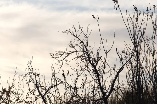 Strom s holé větve při západu slunce — Stock fotografie