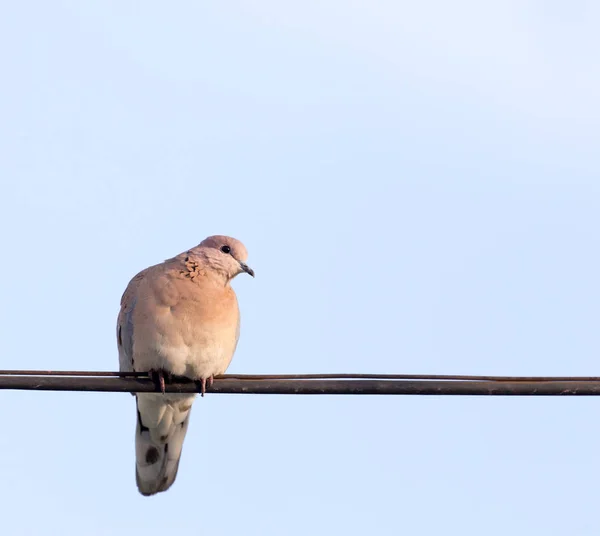 하늘에 대 한 와이어에 비둘기 — 스톡 사진
