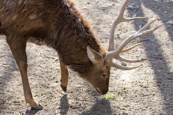 Porträt eines jungen männlichen Hirsches über die Natur — Stockfoto