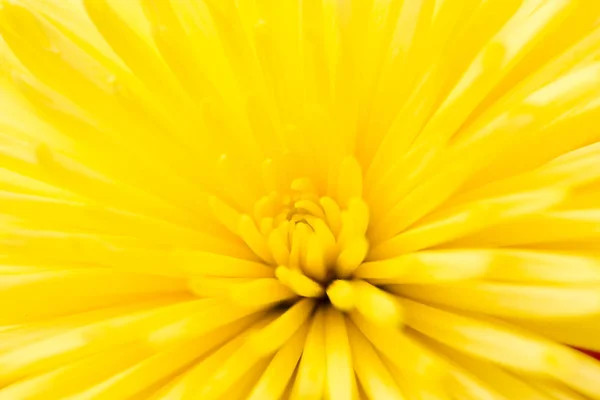 Gelbe Blume als Hintergrund — Stockfoto