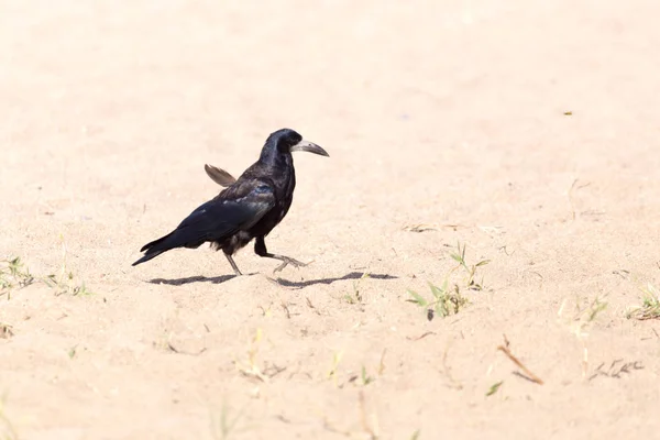 Schwarze Krähe auf dem Sand — Stockfoto