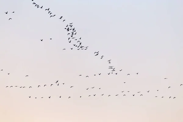 Um bando de pássaros ao pôr do sol — Fotografia de Stock