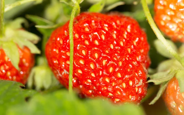 Strawberries in the garden outdoors. close — Stock Photo, Image