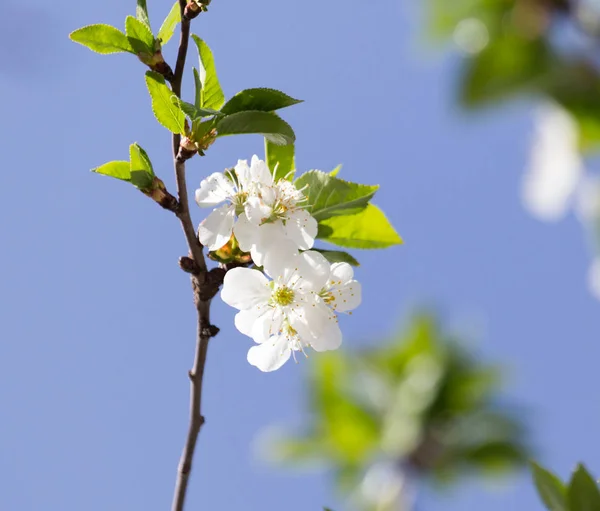 Blommor på trädet mot den blå himlen — Stockfoto