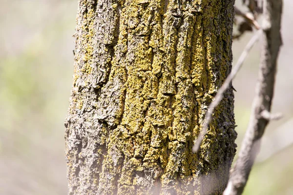 Corona di un albero in un parco sulla natura — Foto Stock
