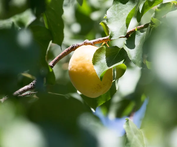 Reife Aprikosen auf einem Baum — Stockfoto