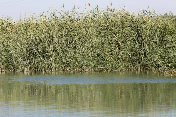 Cañas en el agua en el lago en la naturaleza —  Fotos de Stock