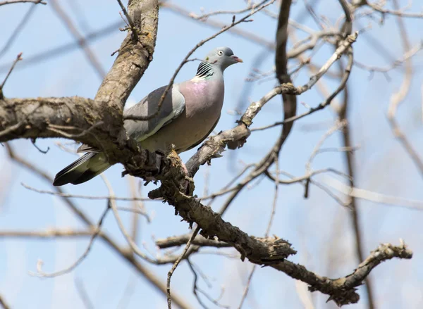 자연 속에서 나무에 비둘기 — 스톡 사진