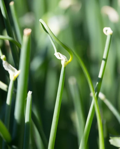 Зеленые луковые цветы в природе — стоковое фото