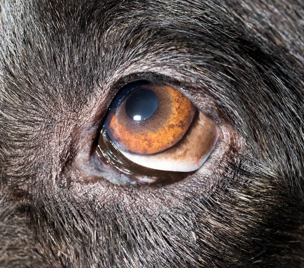 Brown eyes in black dogs. macro — Stock Photo, Image