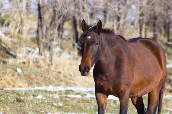 Um cavalo em um pasto no inverno — Fotografia de Stock