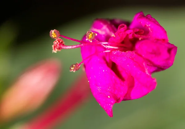 Kırmızı bir çiçek Pollen. Makro — Stok fotoğraf