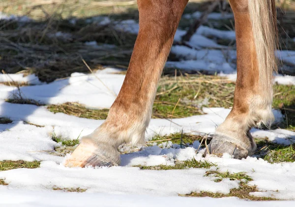 겨울에는 말의 hoofs — 스톡 사진