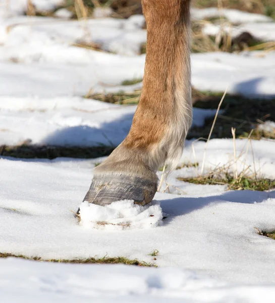 Hoeven van paarden in de winter — Stockfoto