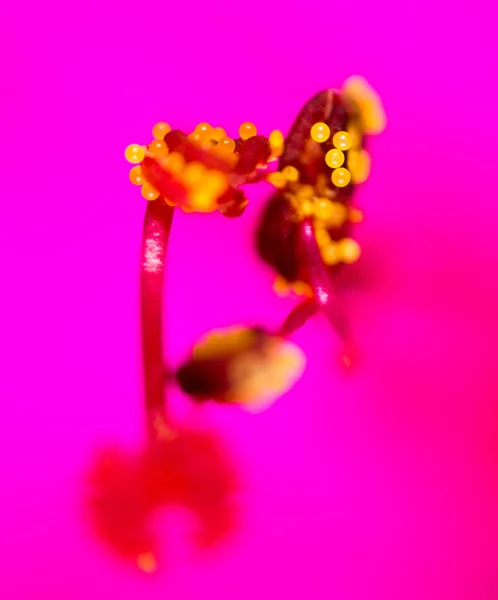 Пыльца на красном цветке. macro — стоковое фото