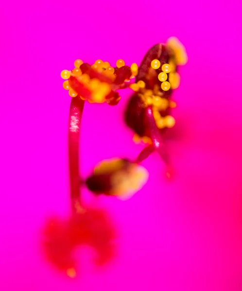 Polen en una flor roja. macro —  Fotos de Stock