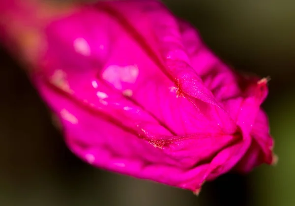 Red flower in nature. macro — Stock Photo, Image