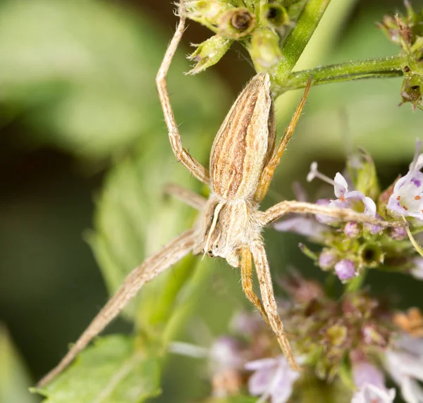 Spinne in der Natur. Makro — Stockfoto