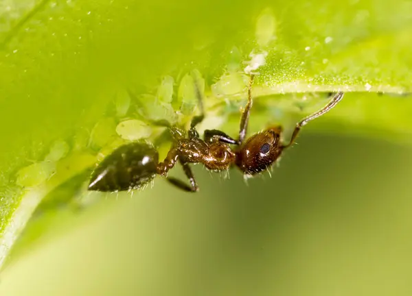 Ant on a green leaf. macro — Stock Photo, Image