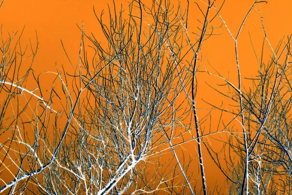 Kala trädgrenar på en orange bakgrund — Stockfoto