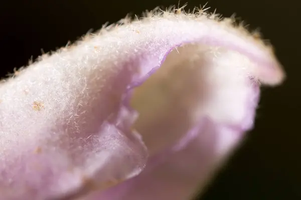 Kis virág, a természetben. makró — Stock Fotó