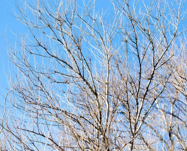 Lövlösa träd grenar mot den blå himlen — Stockfoto