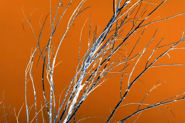 Ramos de árvore nua em um fundo laranja — Fotografia de Stock