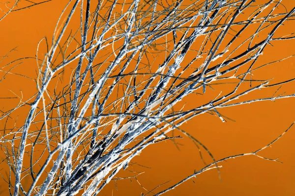 Gołe gałęzie na pomarańczowym tle — Zdjęcie stockowe