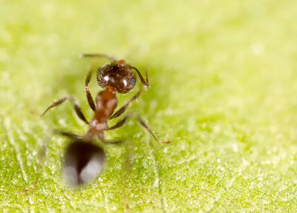 Ameise auf einem grünen Blatt. Makro — Stockfoto