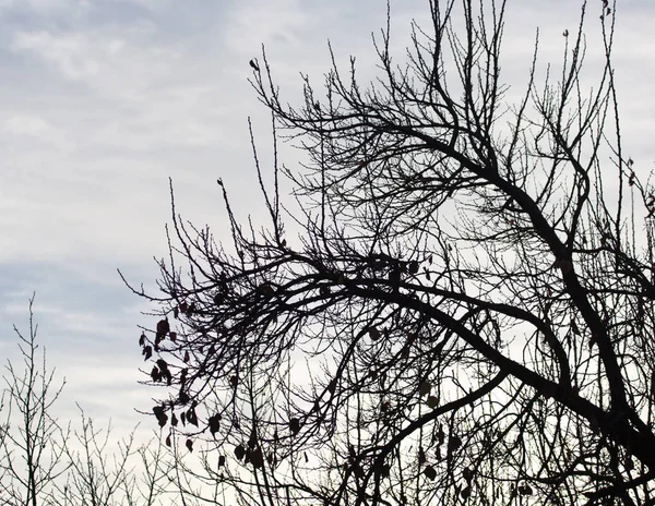 Bare branches of a tree at sunrise sun — Stock Photo, Image