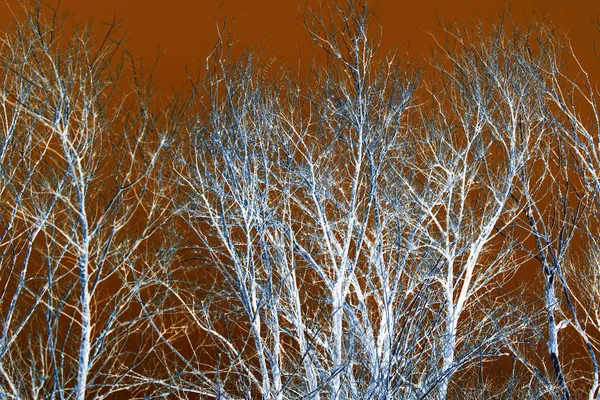 在橙色背景上的大胆的树树枝 — 图库照片