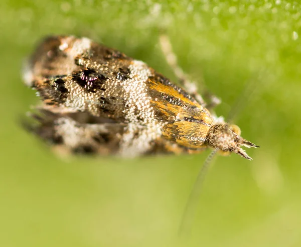 Fly on a green leaf. macro — Stock Photo, Image